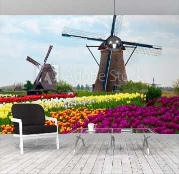 Picture of two dutch windmills over tulips field